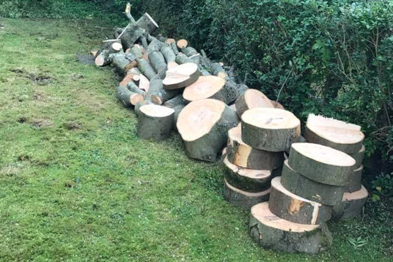 tree stumps